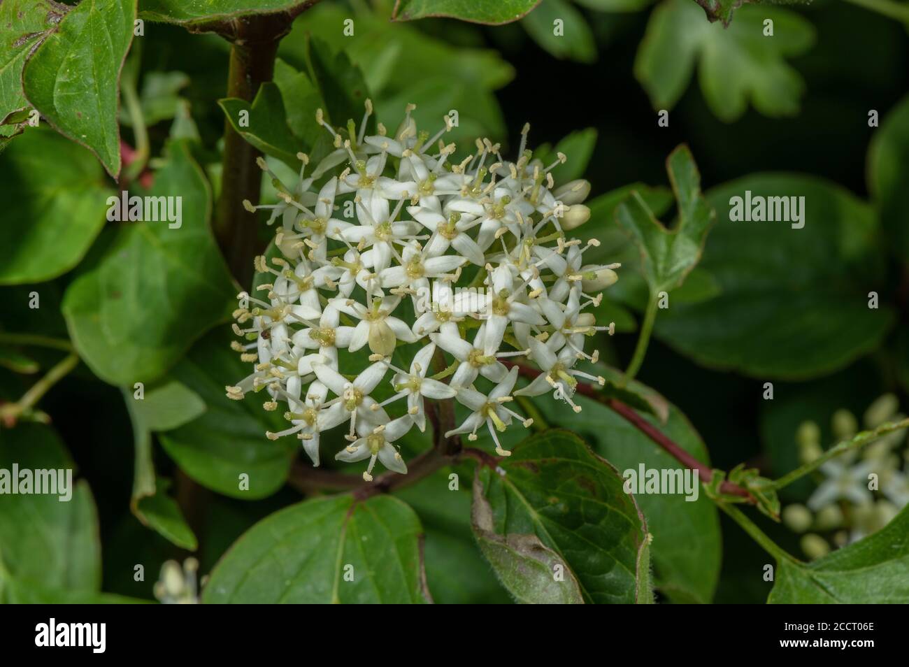 Flowers of Dogwood, Cornus sanguinea, on chalk downland, early summer