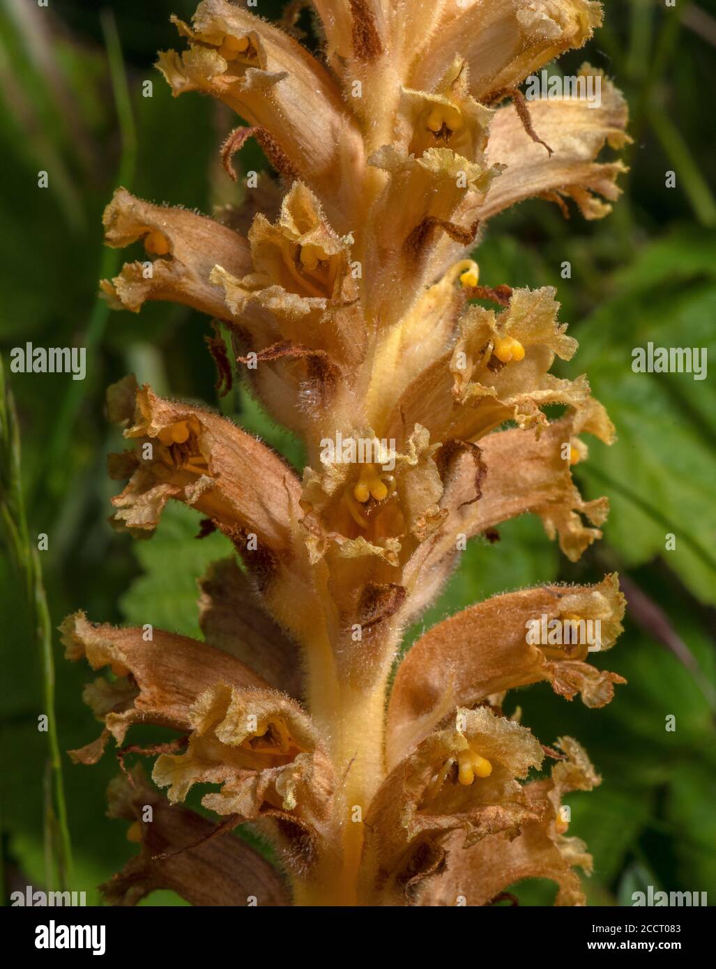 Knapweed Broomrape, Orobanche elatior - parasite on Greater Knapweed, chalk downland, Hants. Stock Photo