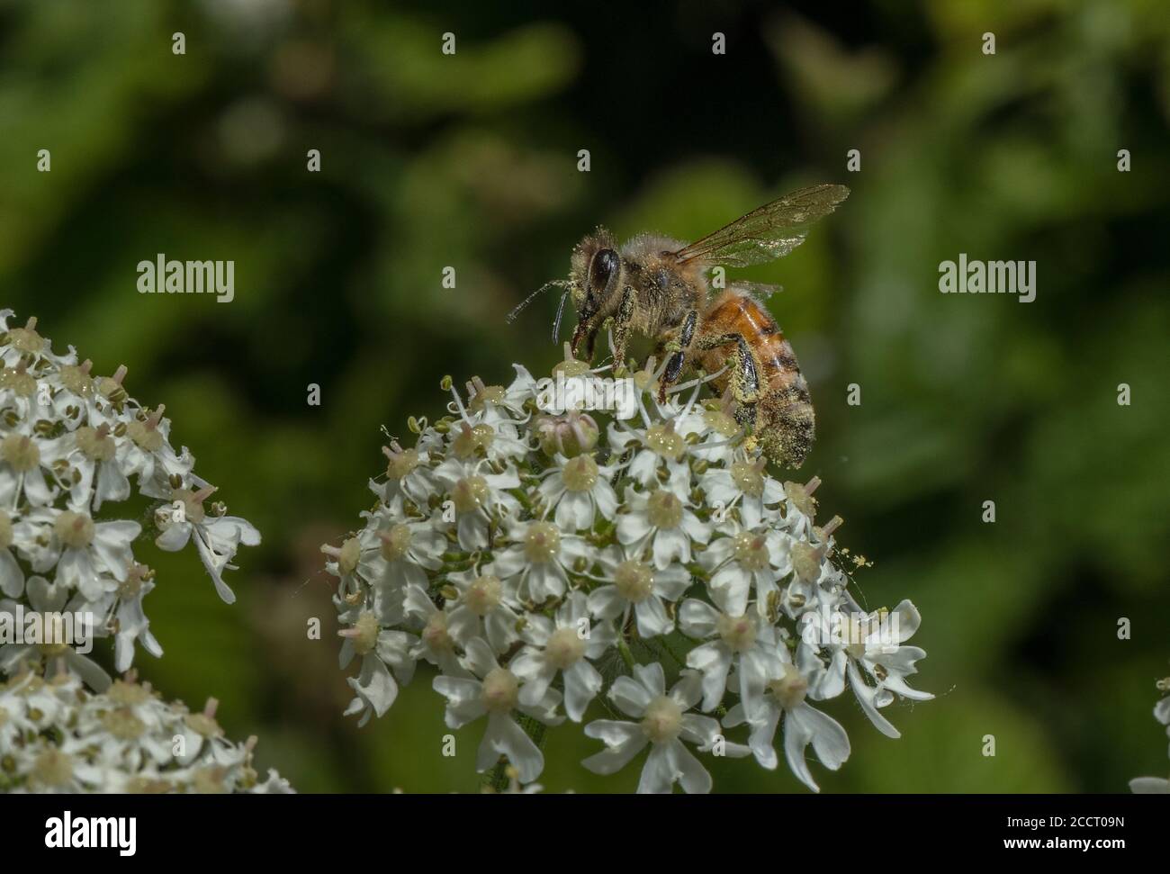 Honey-bee, Apis mellifera, feeding on hogweed, on downland, Hampshire. Stock Photo