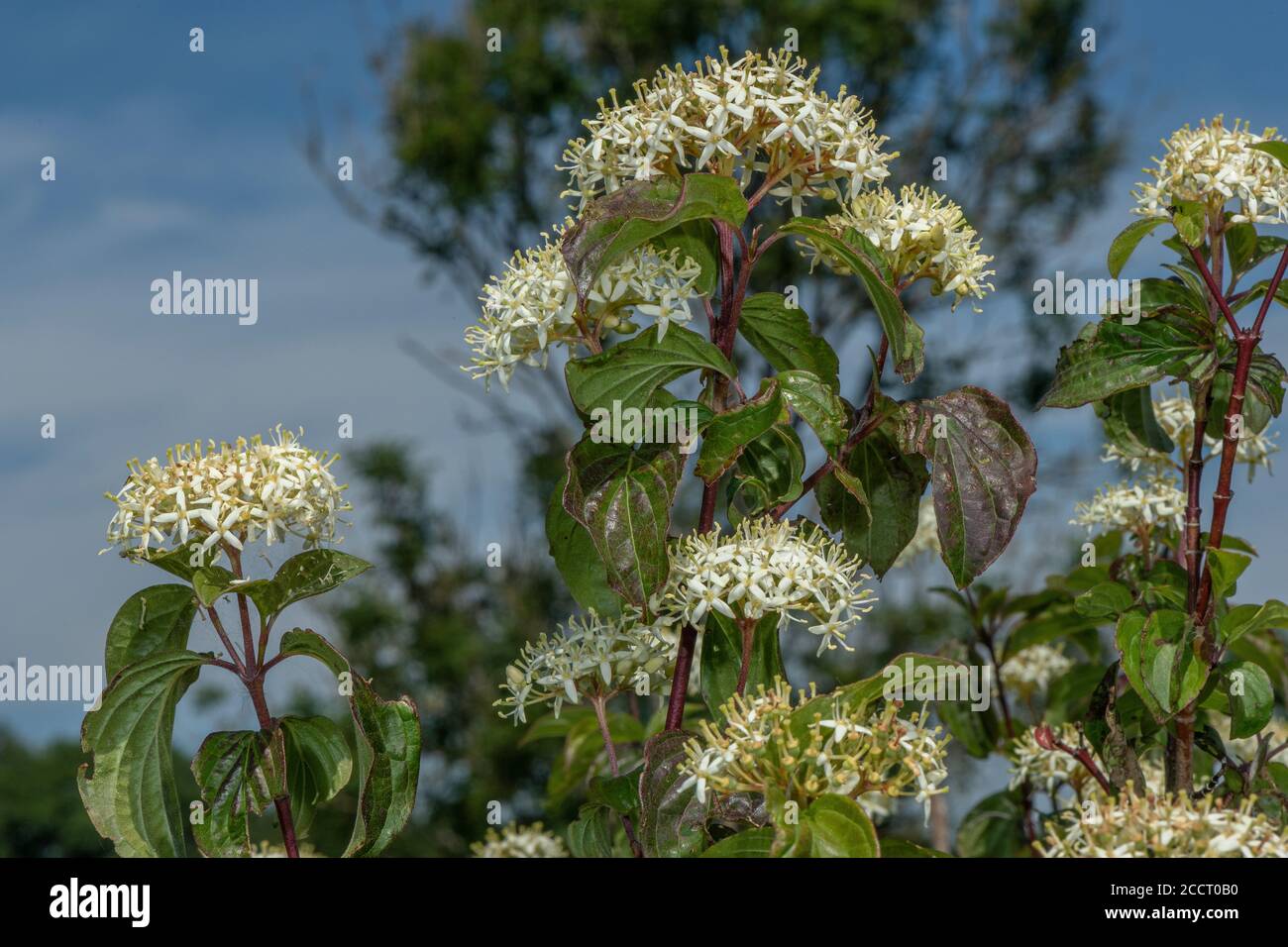 Flowers of Dogwood, Cornus sanguinea, on chalk downland, early summer