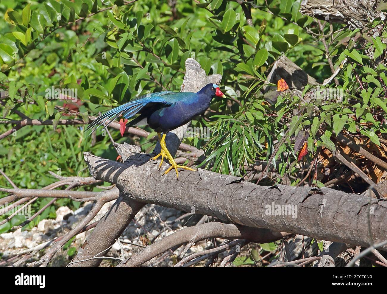 American Purple Gallinule (Porphyrio martinica) adult standing on log wing stretching  Zepata peninsula, Cuba             March Stock Photo