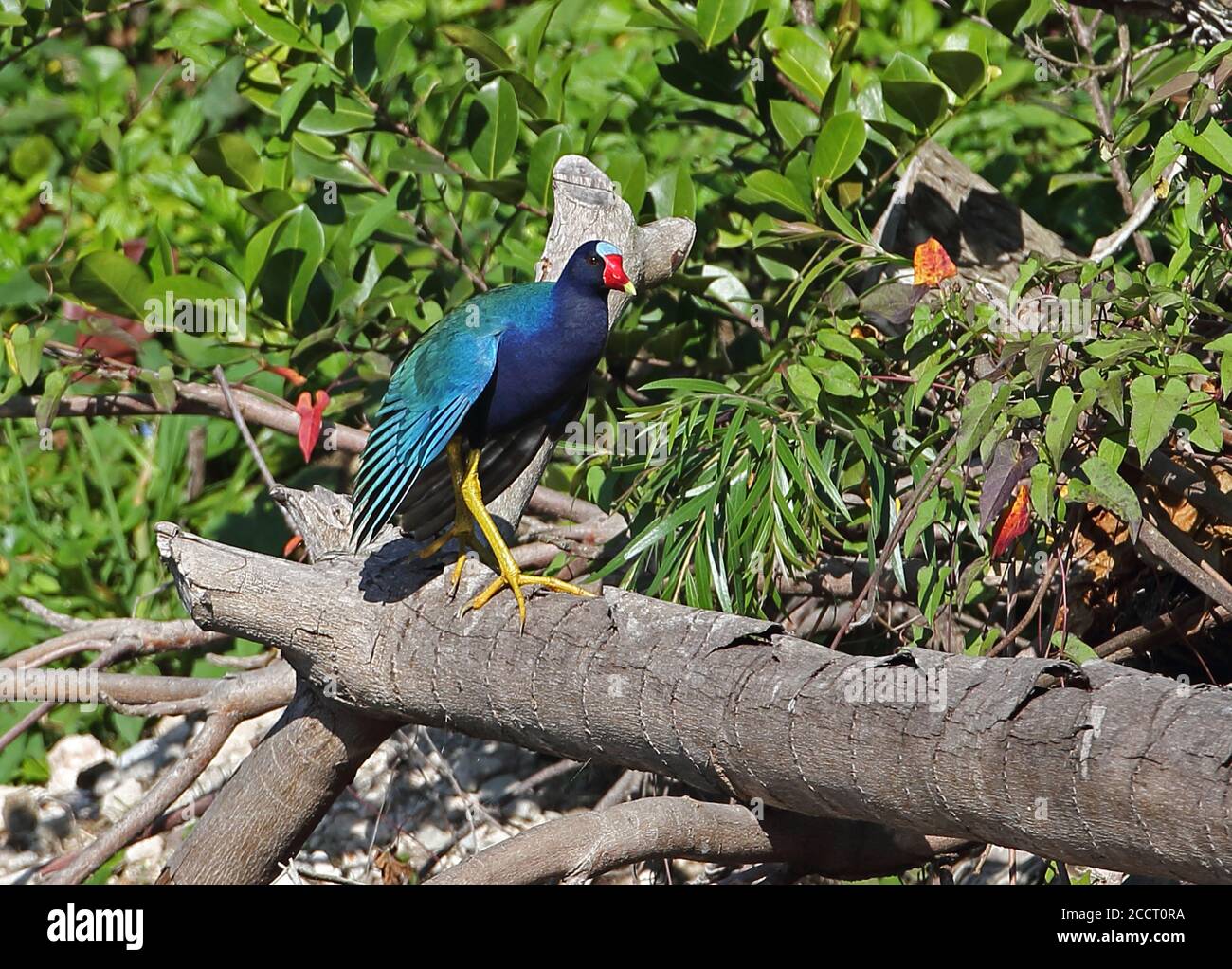 American Purple Gallinule (Porphyrio martinica) adult standing on log with wings drooped, sunning  Zepata peninsula, Cuba             March Stock Photo