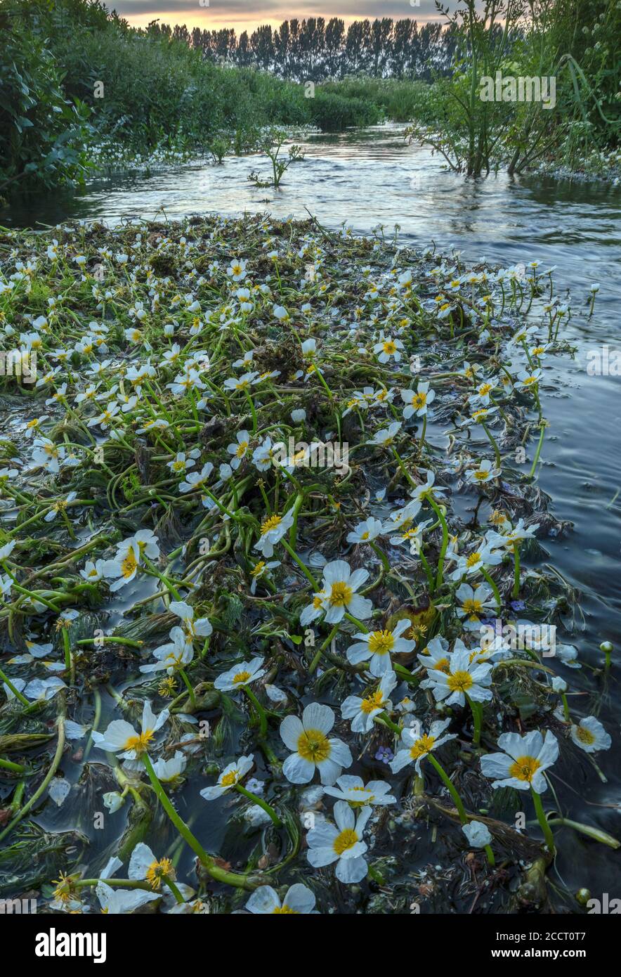 Stream Water-Crowfoot, Ranunculus penicillatus ssp. pseudofluitans in the upper River Allen and its floodplain above Wimborne St. Giles, Dorset. Stock Photo