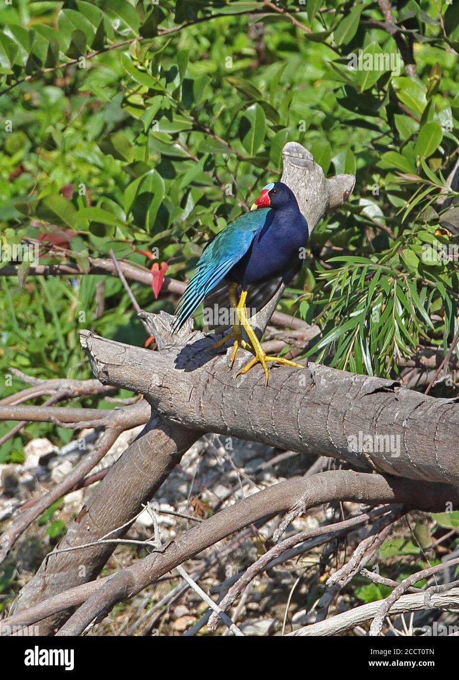 American Purple Gallinule (Porphyrio martinica) adult standing on log with wings drooped, sunning  Zepata peninsula, Cuba             March Stock Photo