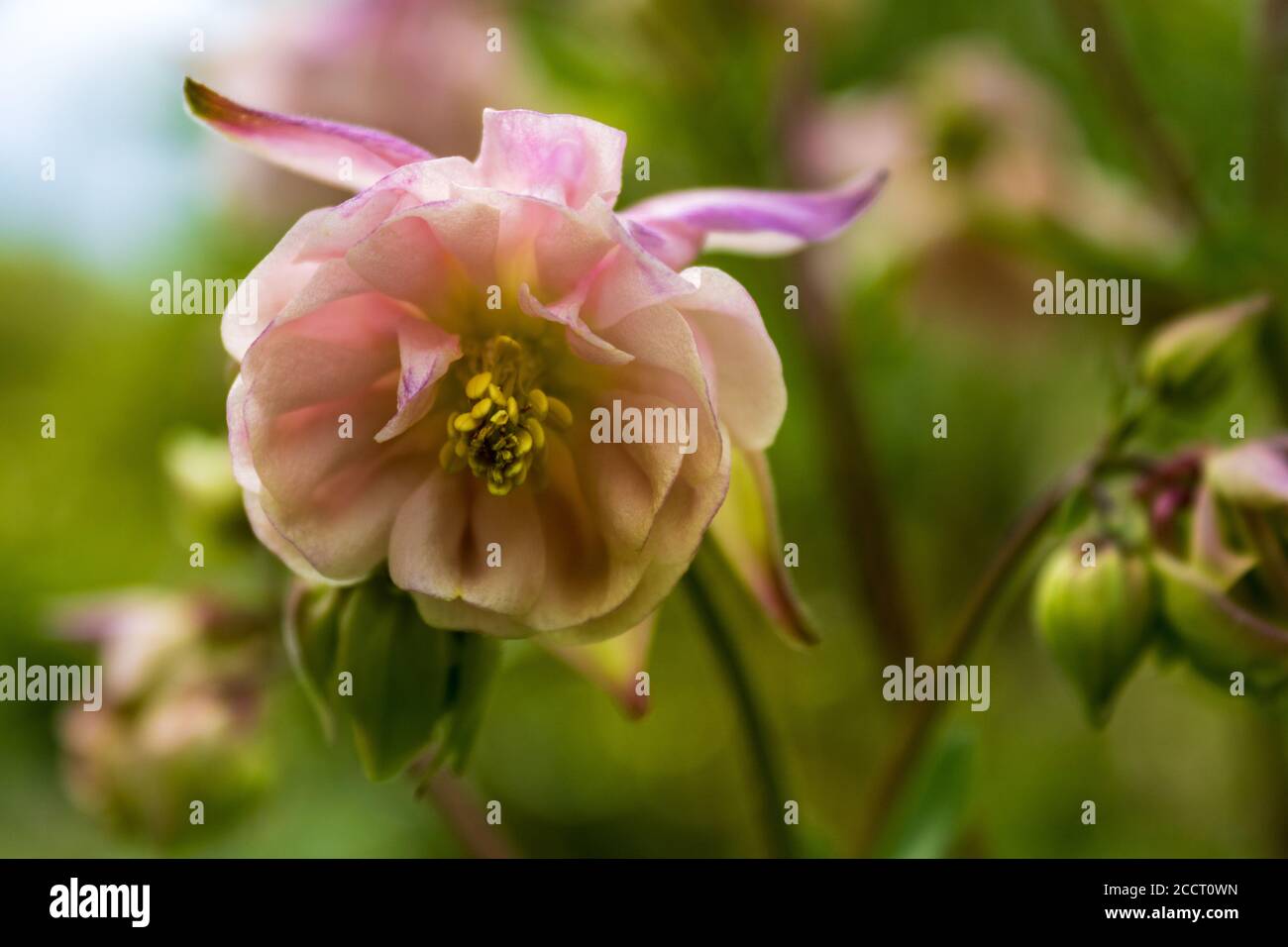 Soft focus of a winky double rose pink flower against a blurry background Stock Photo