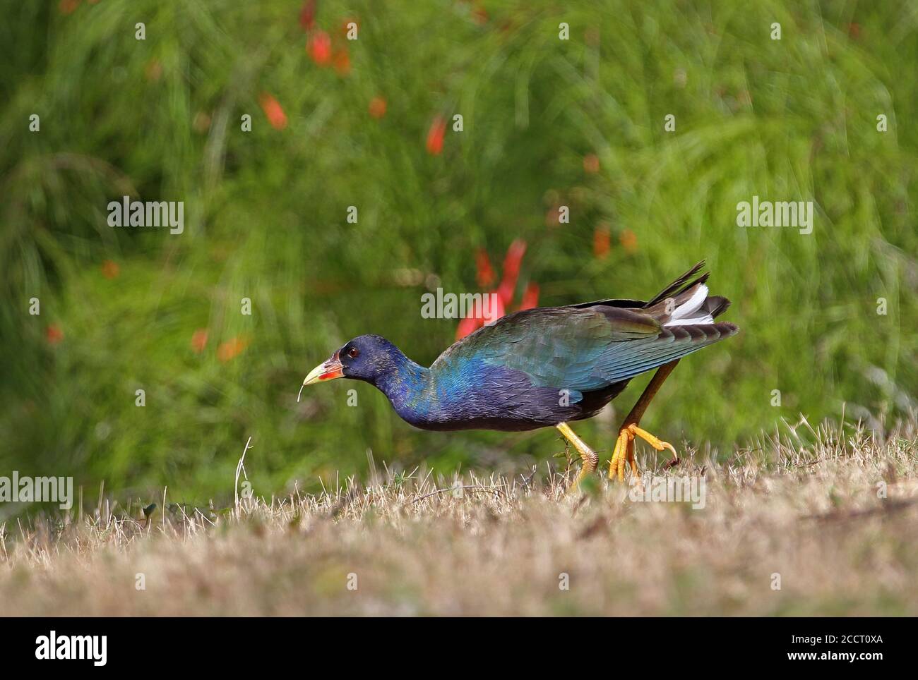 American Purple Gallinule (Porphyrio martinica) non-breeding plumage walking on grass  Zepata peninsula, Cuba             March Stock Photo