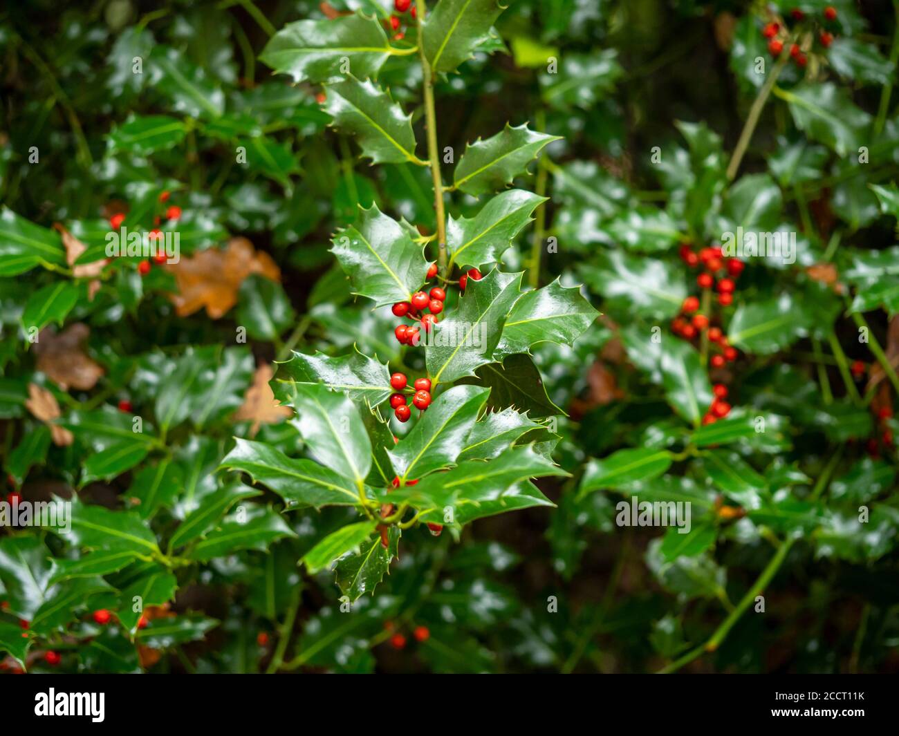 Holly bush, Ilex, with shiny green leaves and red berries Stock Photo