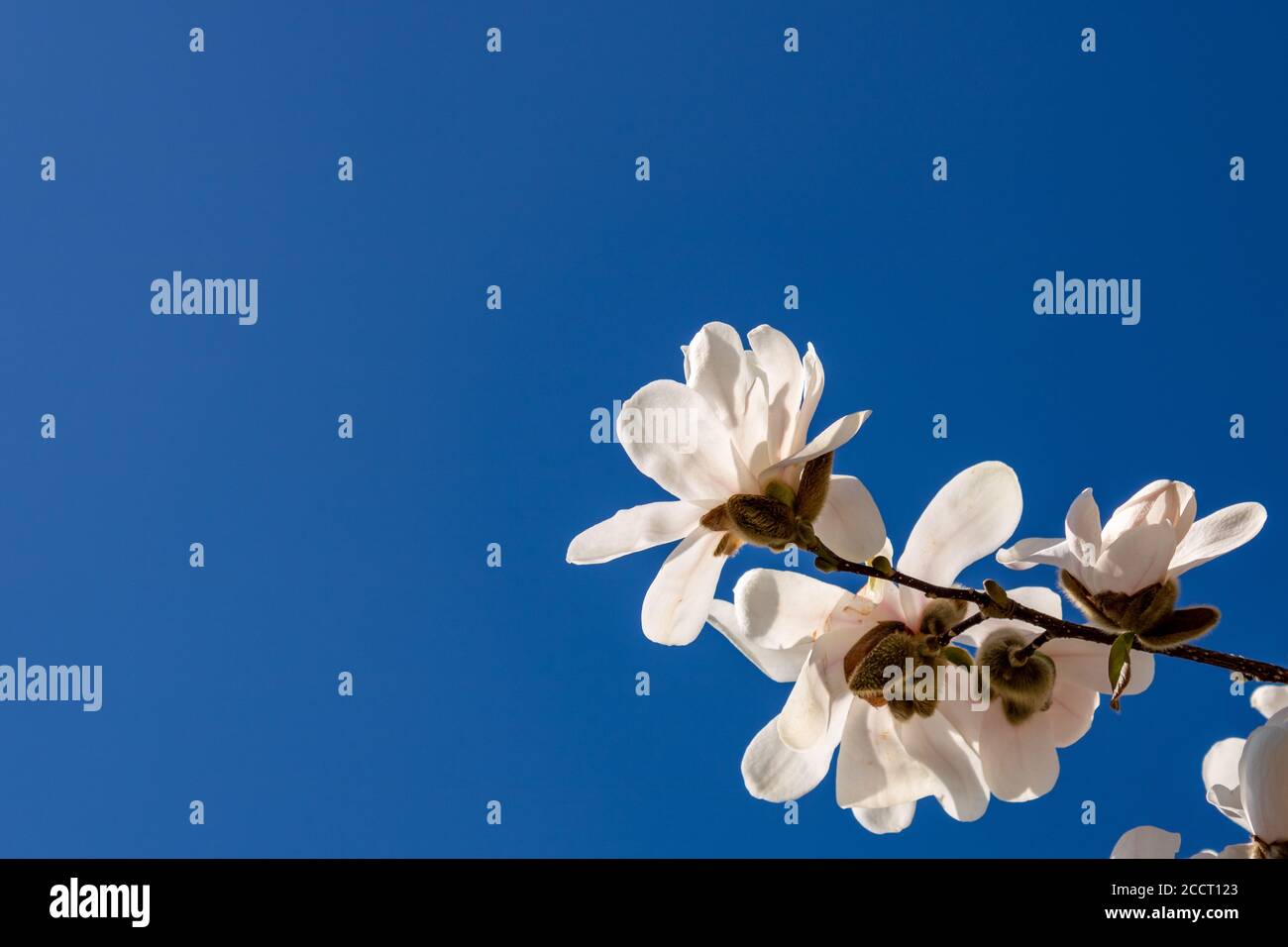 Low angle shot of kobus magnolia flowers against a clear blue sky with ...