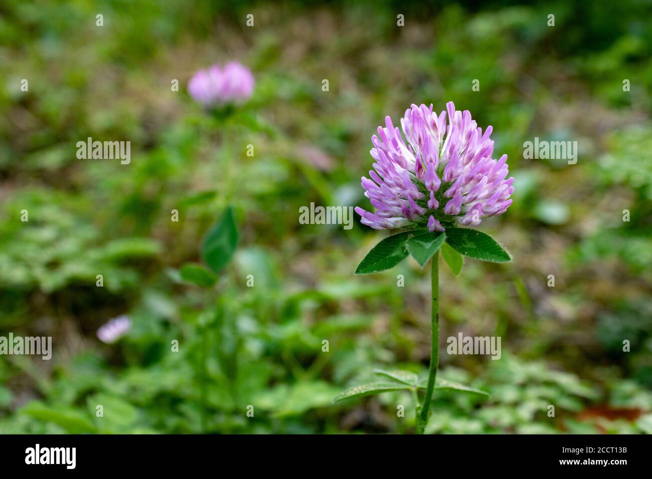 Soft focus of red clover flower (Trifolium pratense) against a blurry background Stock Photo