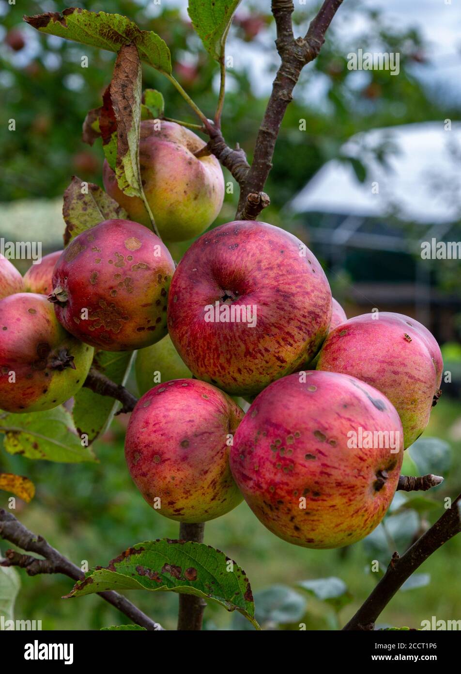 Apples trees and apples in an old abandoned and disused orchard which