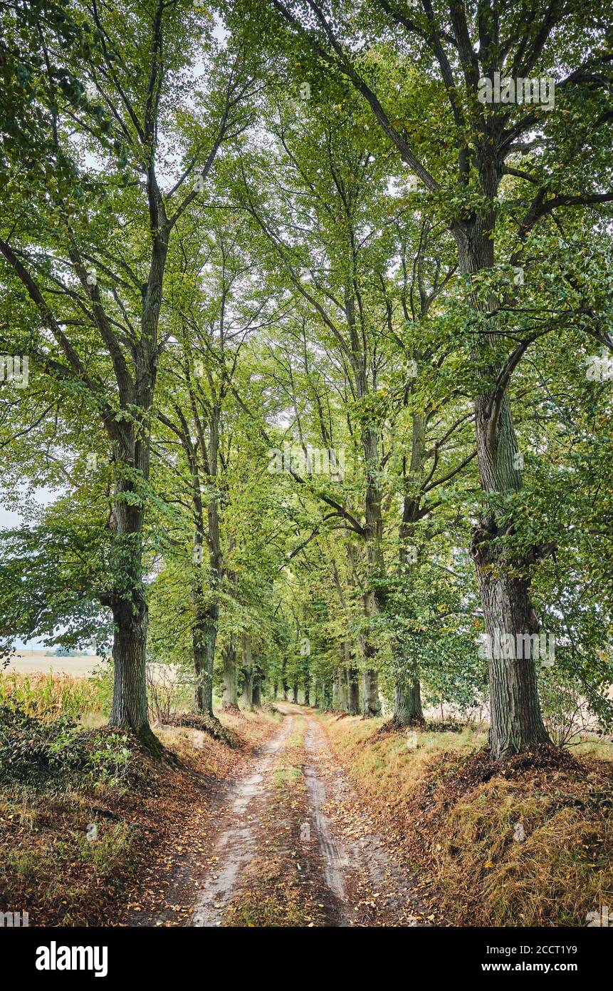Rural road with trees on both sides, color toned picture. Stock Photo