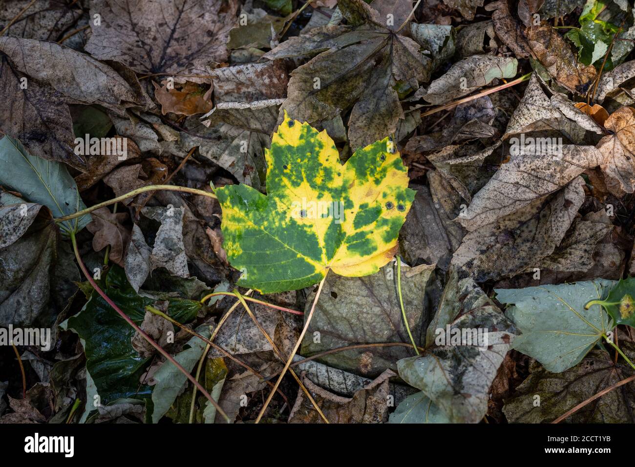 Old leaf rake hi-res stock photography and images - Alamy