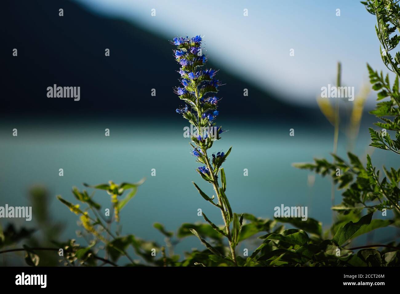 The flowers of the viper's bugloss plant Echium vulgare standing out against the background Stock Photo