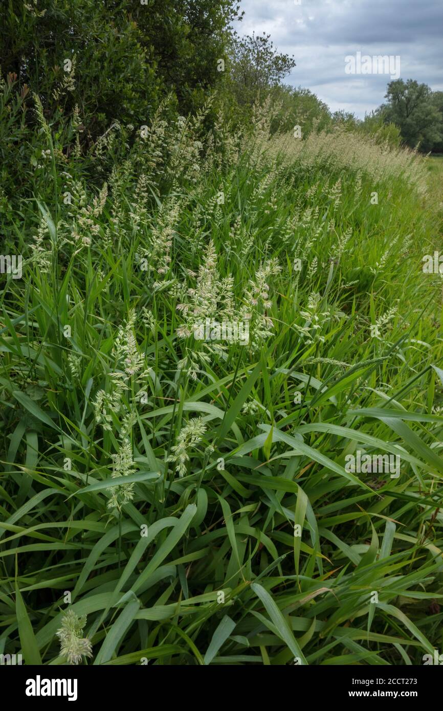 Reed canary grass, Phalaris arundinacea, growing along the edge of a damp floodplain field, Hants. Stock Photo
