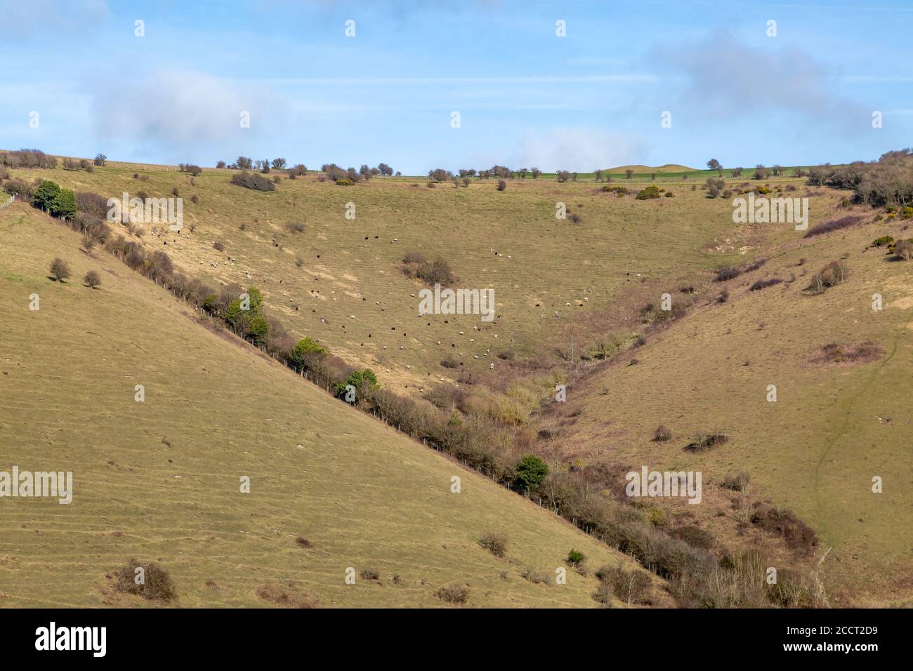 Malling Down near Lewes in Sussex, with sheep grazing on the hillside Stock Photo