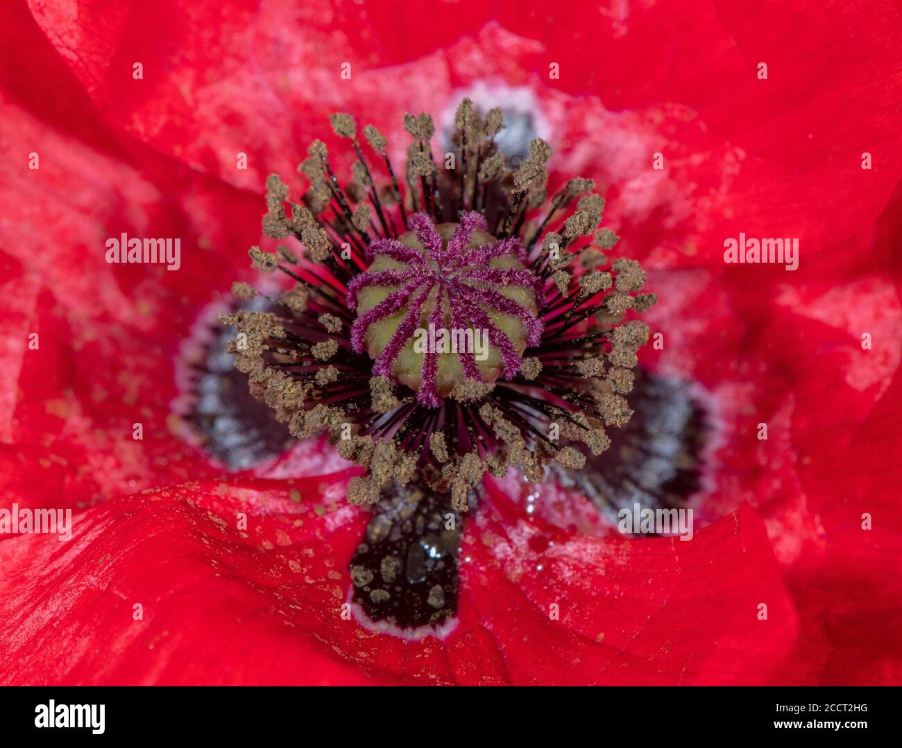 Common Poppy, Papaver rhoeas, flower in close-up. Stock Photo