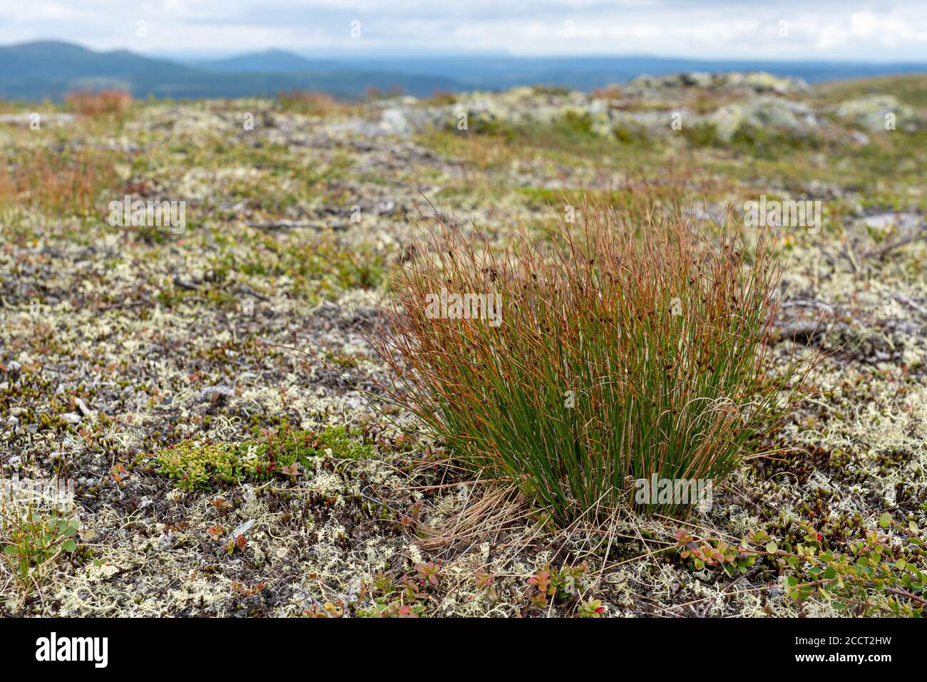Sedge plants growing amongst the lichen covered montane uplands of Oppland in central Norway Stock Photo