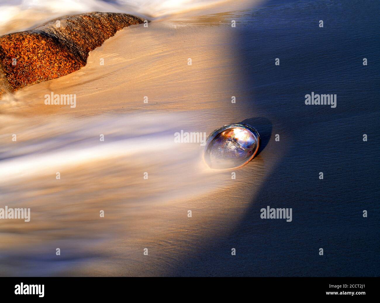 Abalone shell Haliotis iris on wave swept sandy shore at sunrise Stock Photo