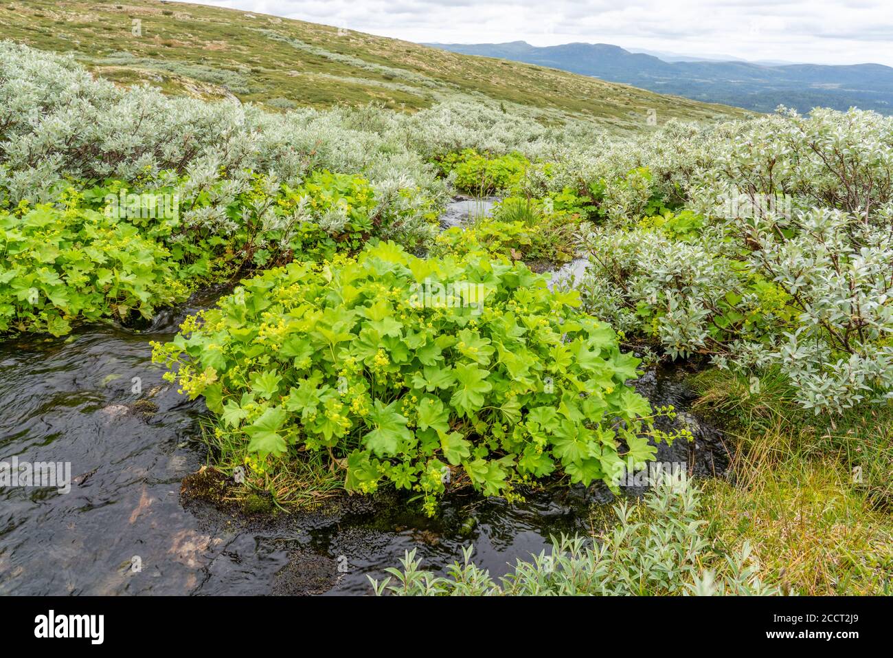 Lady's mantle Alchemilla mollis thriving in an upland stream at 1200m alongside dwarf willow (Salix) in open moorland near Lenningen Central Norway Stock Photo