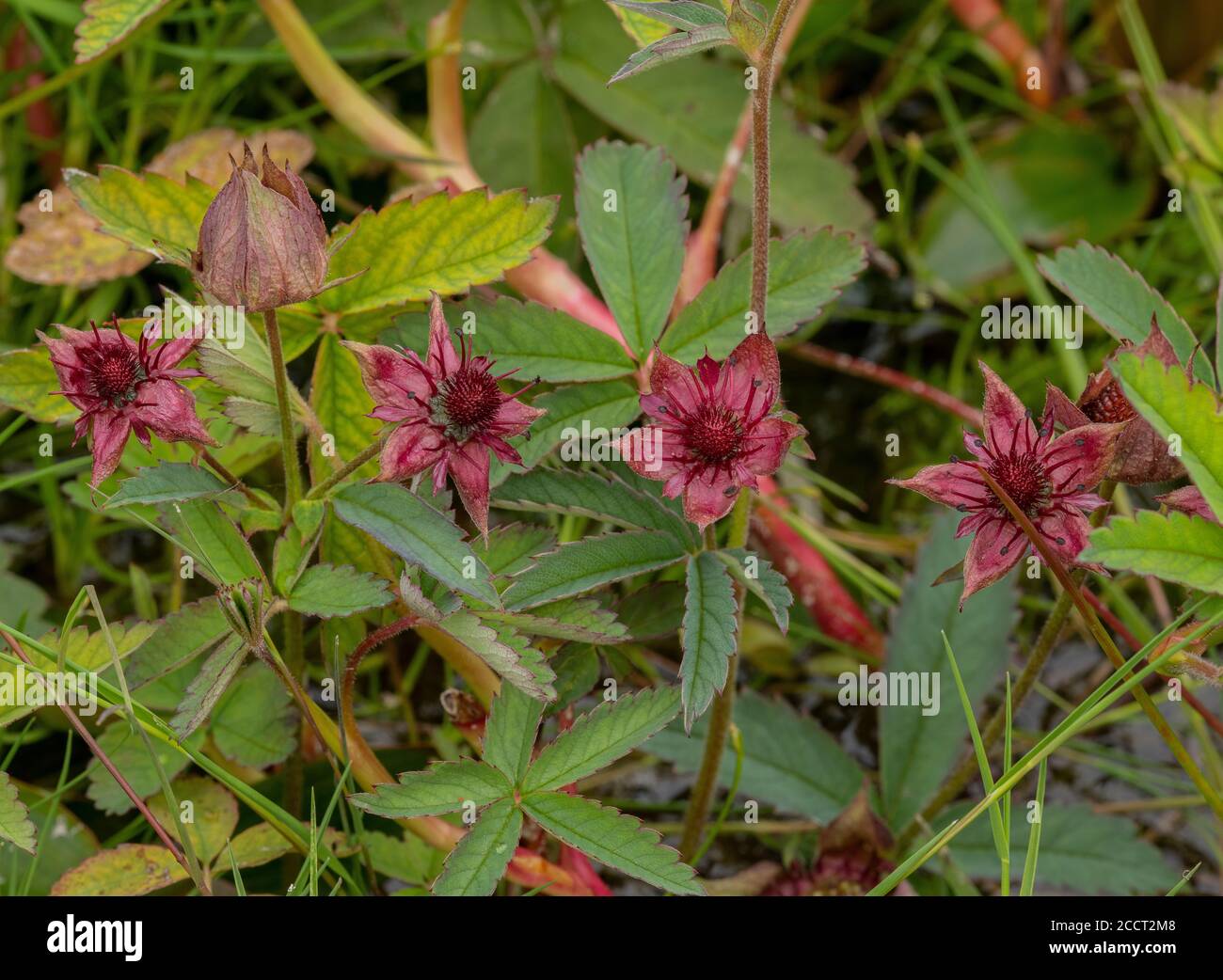 Marsh cinquefoil, Comarum palustre, in flower in acid water, Wareham Common, Dorset. Stock Photo