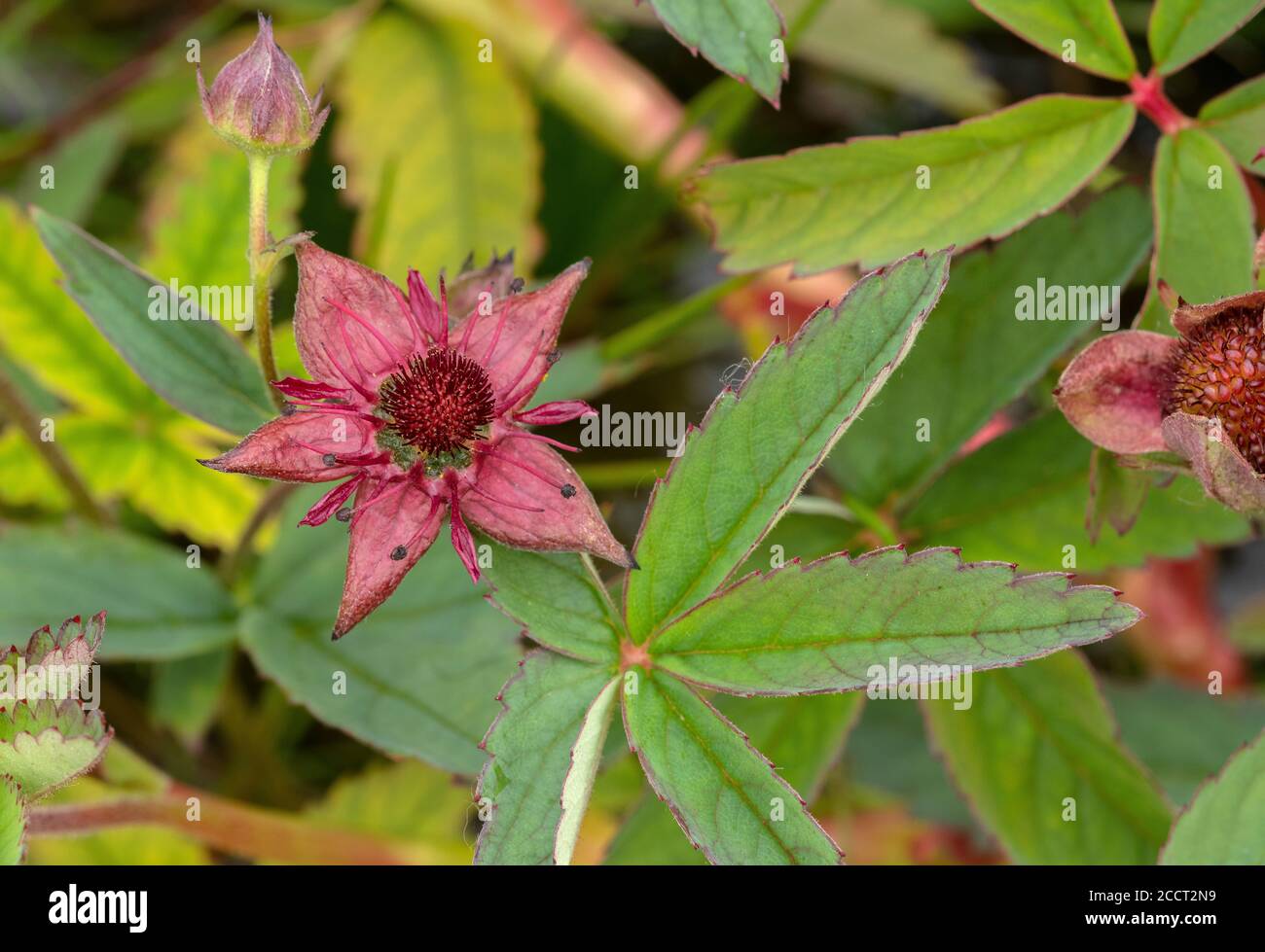 Marsh cinquefoil, Comarum palustre, in flower in acid water, Wareham Common, Dorset. Stock Photo