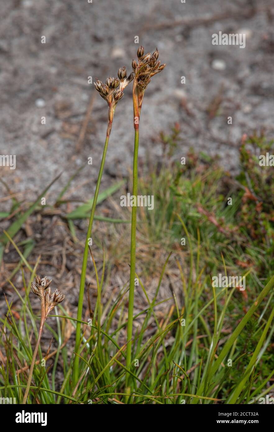 Heath Rush, Juncus squarrosus in flower on heathland, Dorset. Stock Photo