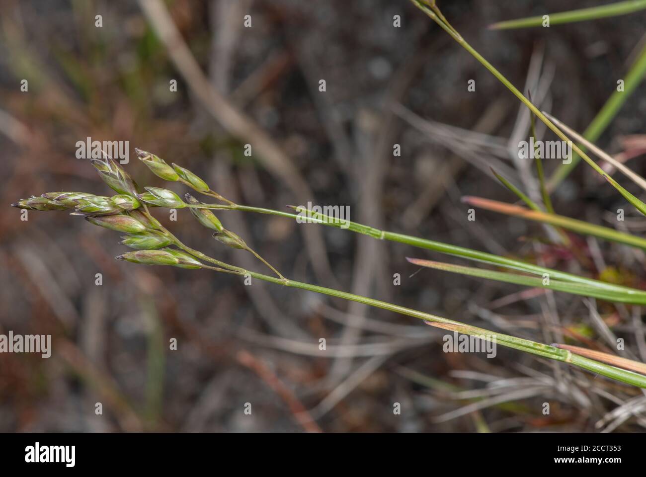 Heath-grass, Danthonia decumbens, in flower on heathland, Dorset. Stock Photo