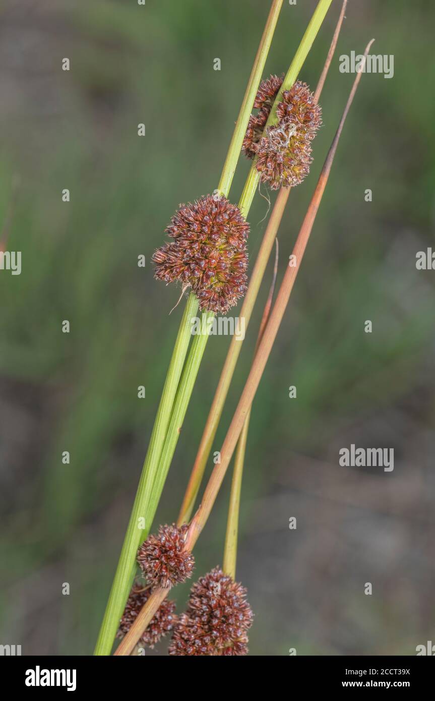Compact rush, Juncus conglomeratus, in flower in wet meadow. Stock Photo