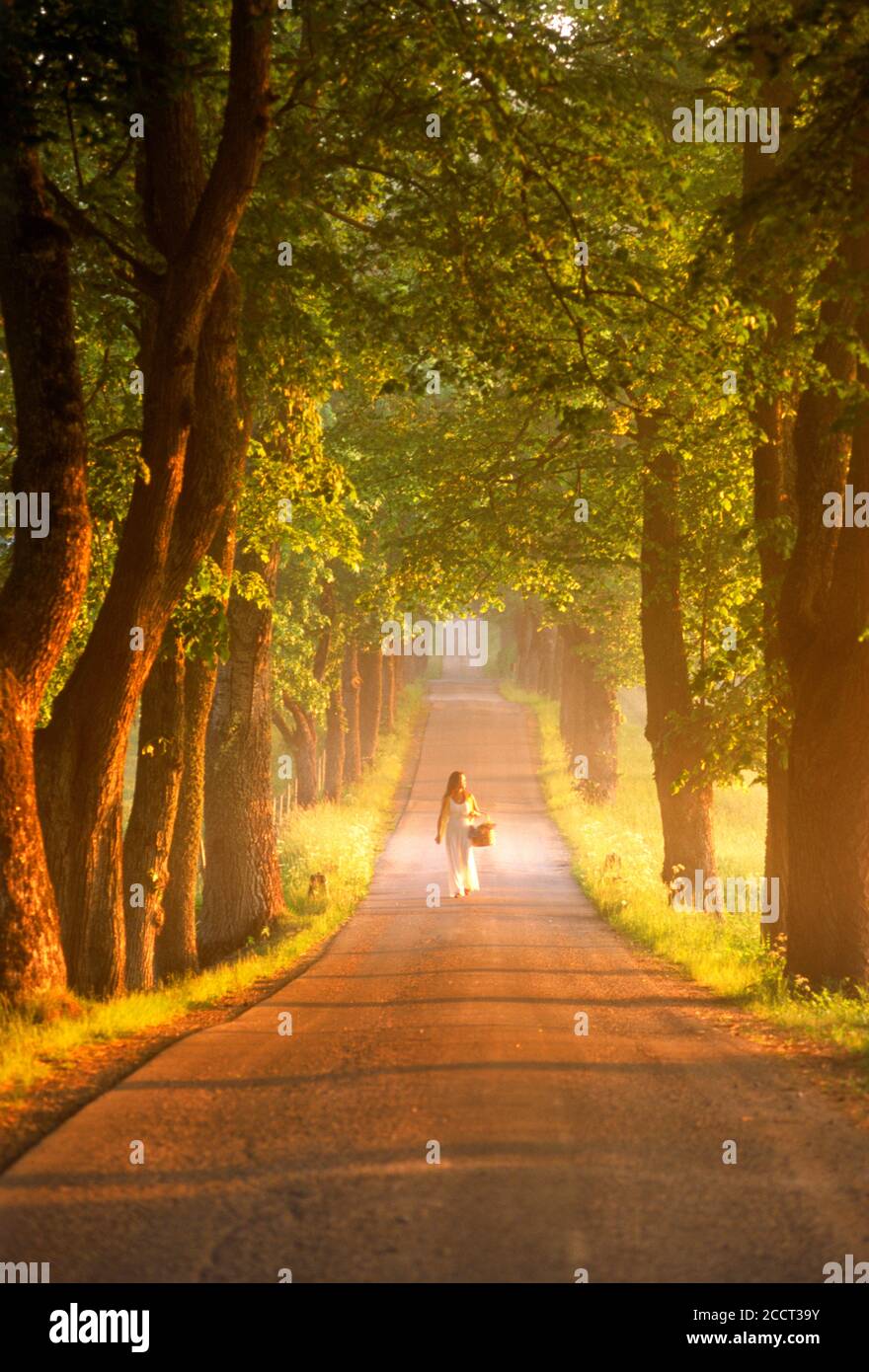 Woman with basket on tree lined country road in Sweden at sunrise Stock Photo