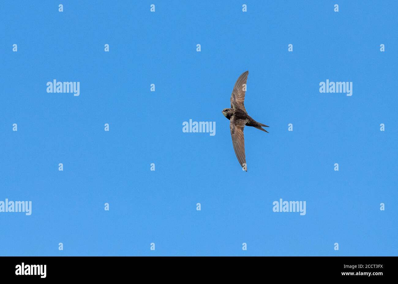 Common swift, Apus apus, in flight during breeding season Stock Photo ...
