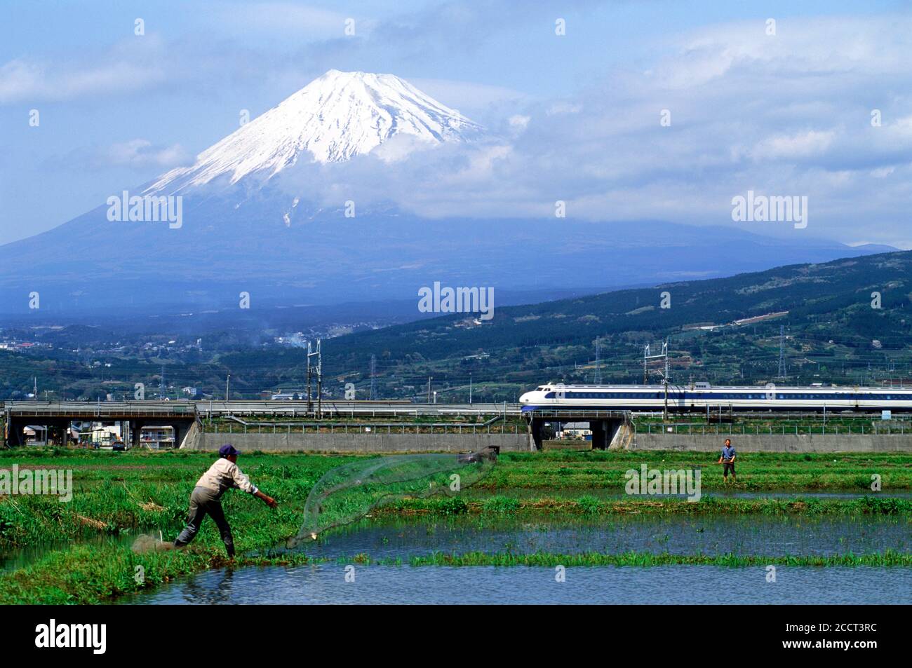 Shinkansen bullet train passing  flowers and rice paddies and farmer casing fish net into a rice paddy below snow capped Mount Fuji Stock Photo