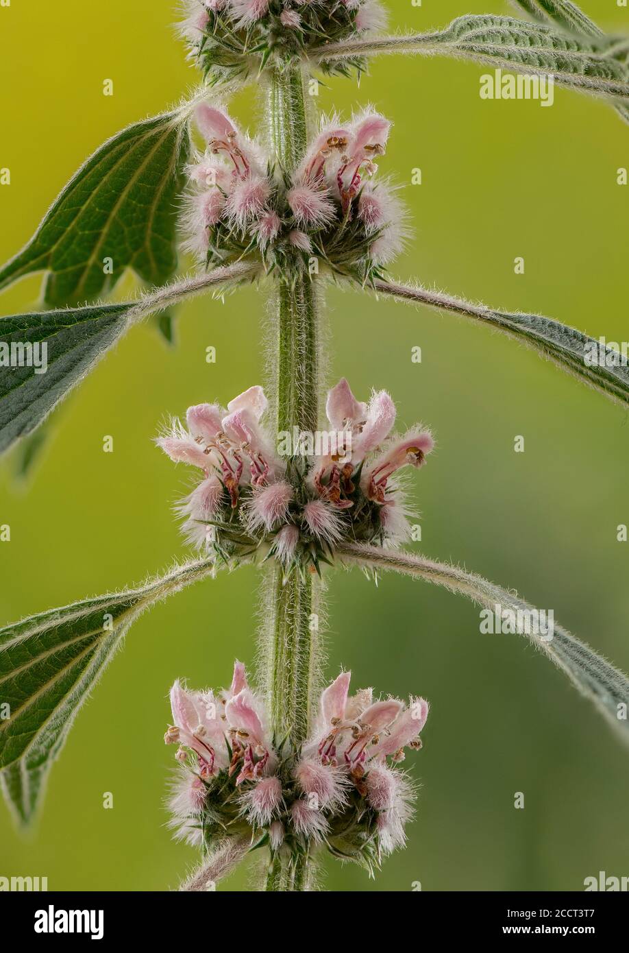 Motherwort, Leonurus cardiaca, in flower. East European. Stock Photo