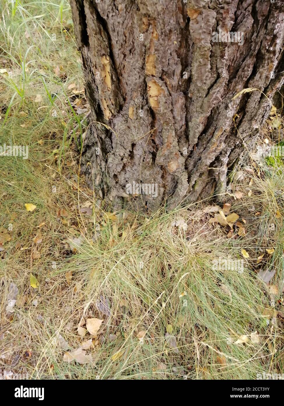 Tree with rough bark Stock Photo - Alamy
