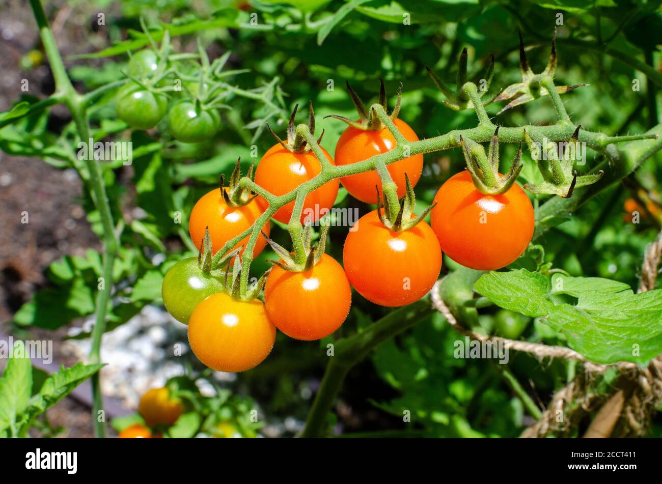 Sungold cherry tomatoes ripening on the vine Stock Photo