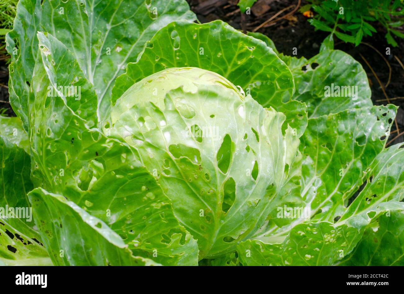 Cabbage head in garden close-up showing cabbage looper & other insect pest damage of holes eaten in leaves while grown using organic methods Stock Photo