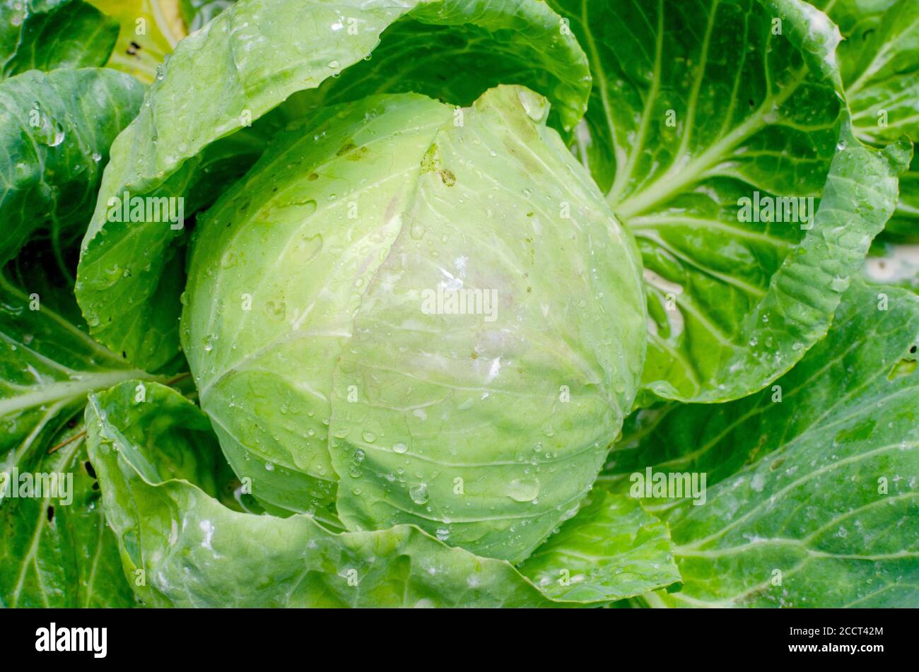 Head of cabbage, Brassica oleracea,  close-up growing in summer garden Stock Photo