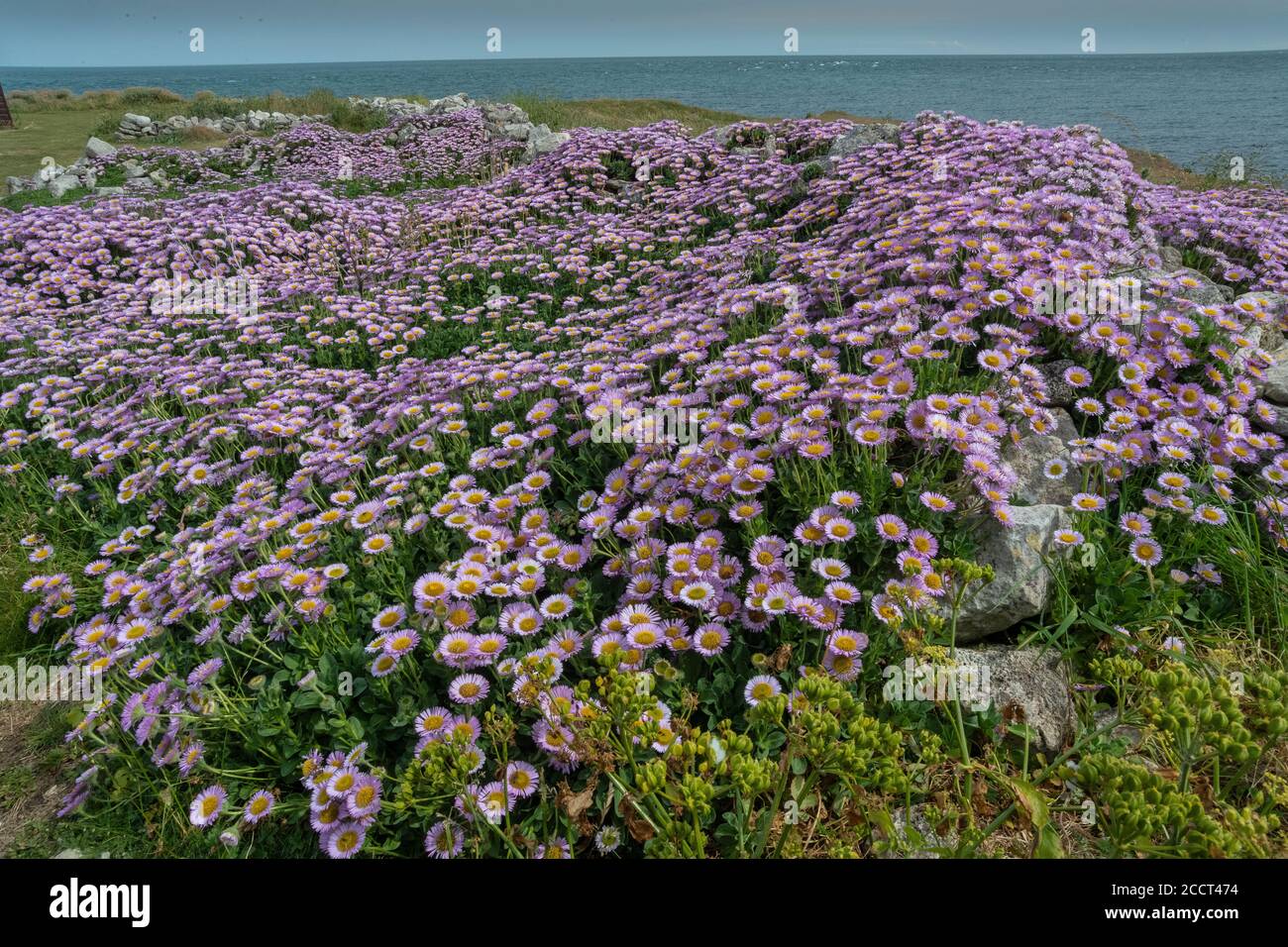 Seaside daisy, Erigeron glaucus, naturalised en masse on the limestone coast of Portland, Dorset. Stock Photo