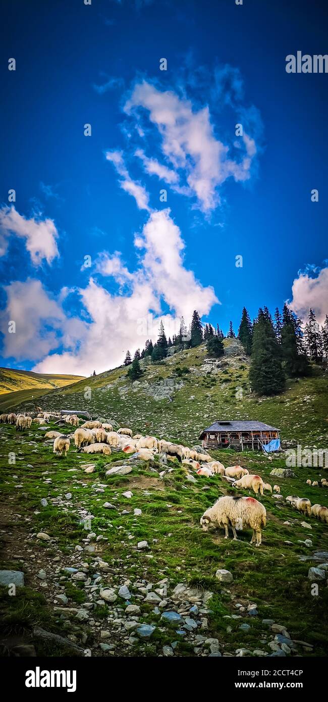 Goat in a flock of sheep hi-res stock photography and images - Alamy