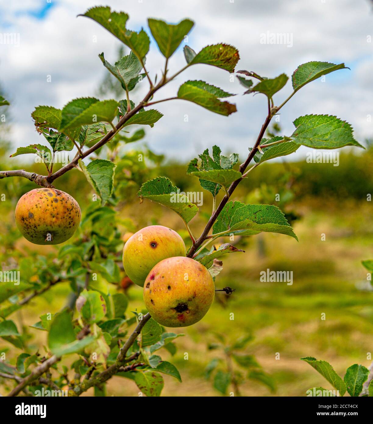 Overgrown by green leaf trees hi-res stock photography and images - Alamy