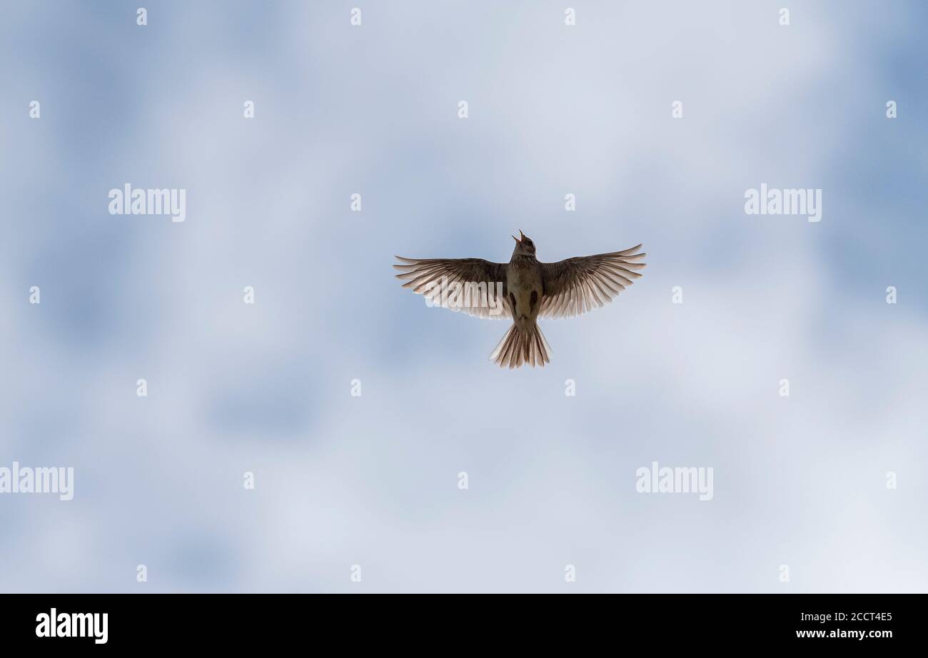 Skylark, Alauda arvensis, in flight during breeding season. Stock Photo