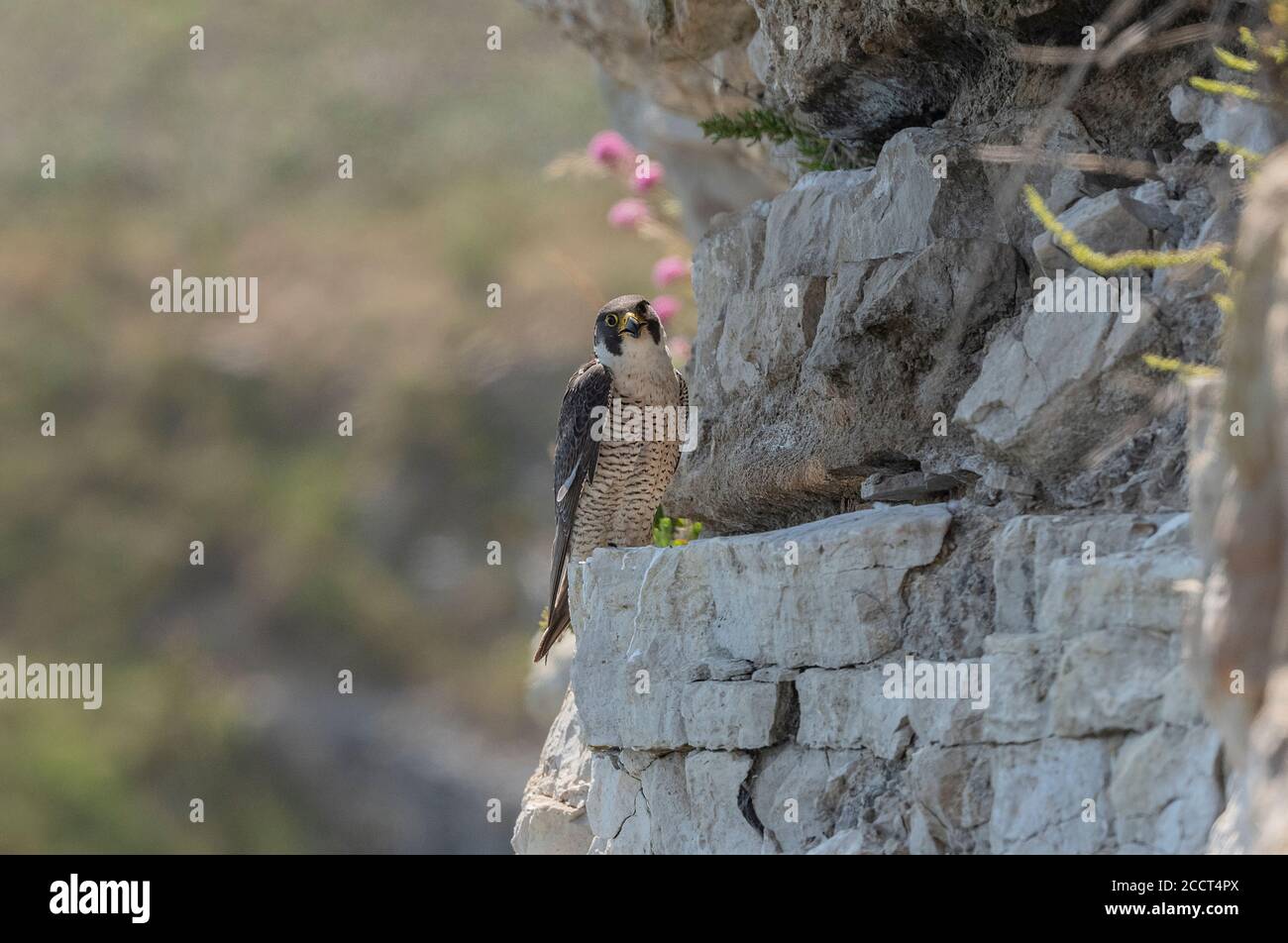 Peregrine falcon, Falco peregrinus adult perched on cliff close to nesting site. Portland, Dorset. Stock Photo