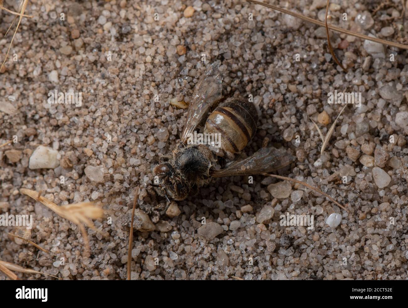 Dead Honey Bee, left by bee-wolf, Philanthus triangulum, near its nest. Stock Photo