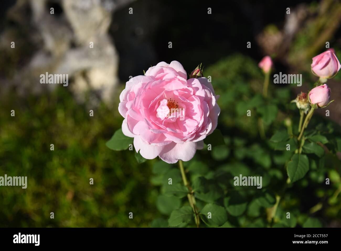 Rose with unsharp background Stock Photo