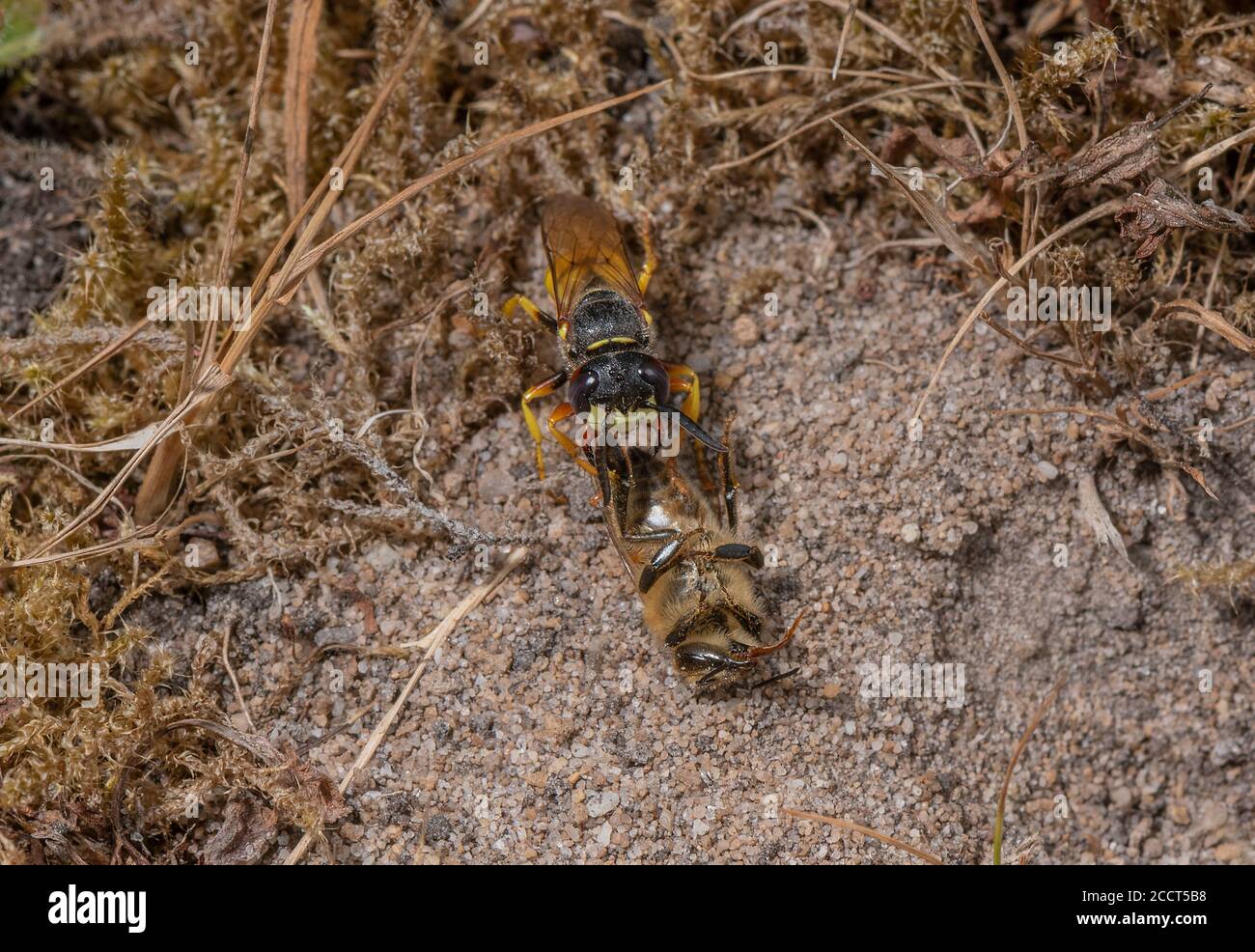 Female Beewolf, Philanthus triangulum, arriving at nest hole carrying honey bee prey. Dorset. Stock Photo