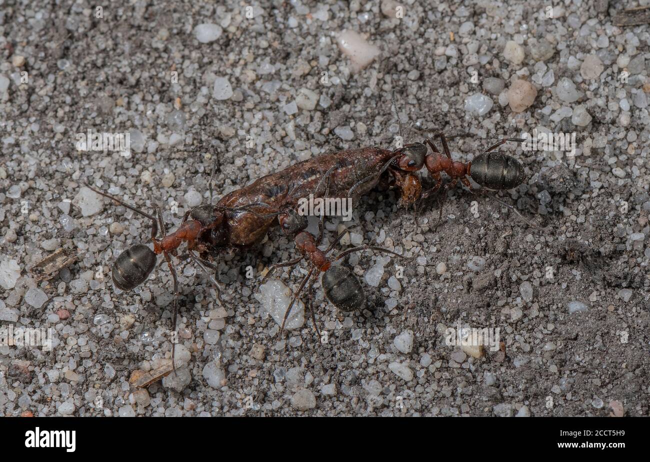 Wood ant workers carrying caterpillar to the nest. Stock Photo