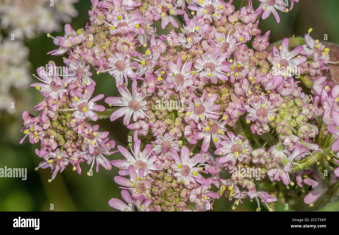 Pink form of Hogweed, Heracleum sphondylium, flowers on roadside. Stock Photo