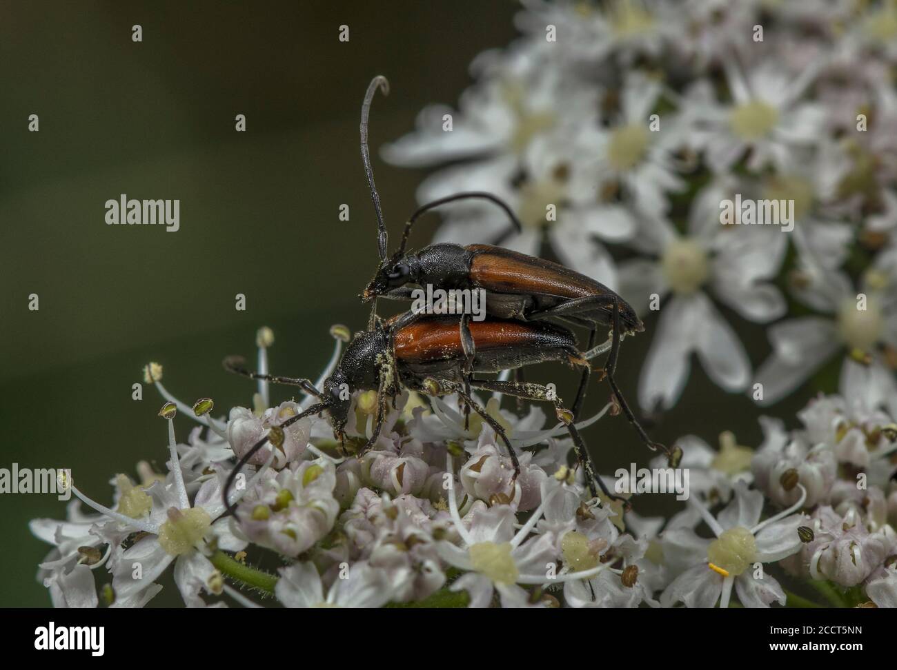 Mating pair of Fairy-ring longhorn beetles, Pseudovadonia livida, feeding on Hogweed flowers, Dorset. Stock Photo