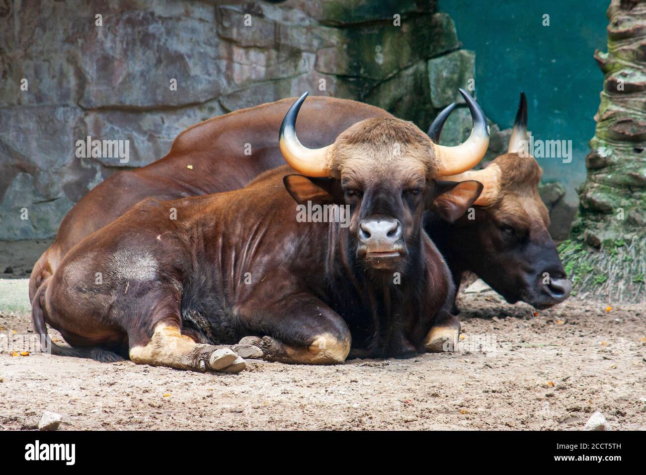 Gaur bull hi-res stock photography and images - Page 3 - Alamy