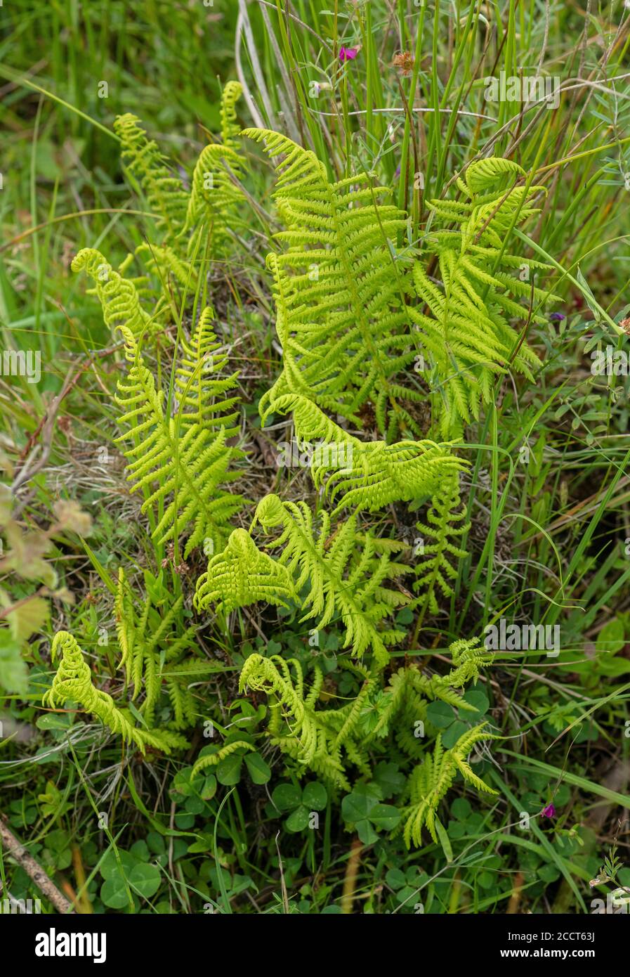 Marsh fern, Thelypteris palustris, fronds in fen, Purbeck, Dorset. Stock Photo