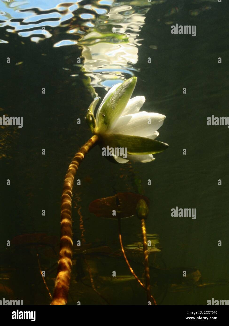 Flowers of the water lily are leaning towards the surface to the sun